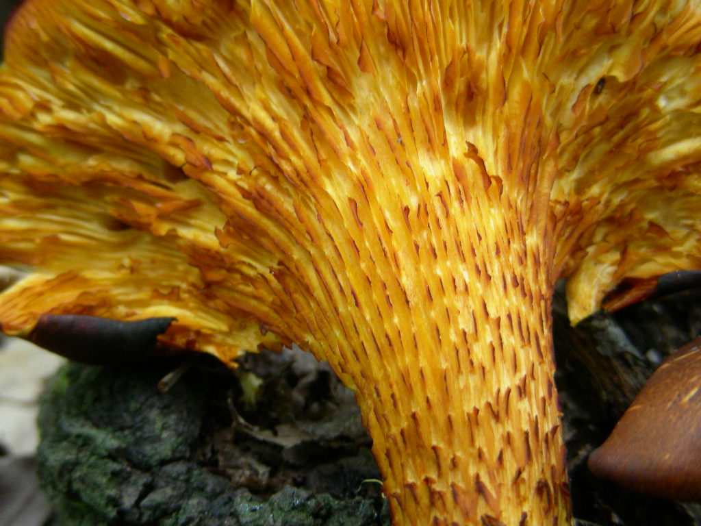 Variabilit di Omphalotus olearius